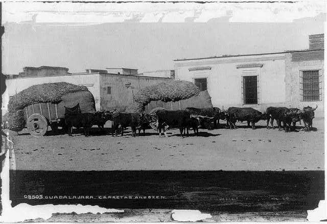 Guadalajara, carretas and oxen, 1884