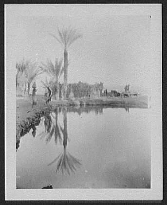 Oasis in Sinai desert near Suez, Egypt, 1894