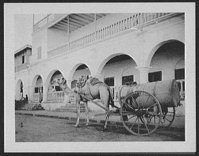 Camel hitched to water-dealer's cart, Yemen, 1894