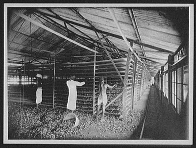 Tea factory scene - in the withering loft, Sri Lanka, 1895