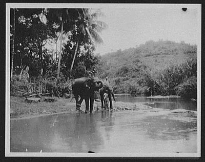 Two elephants at the Nanu-Oya River near Peradeniya, Sri Lanka, Nanu Oya River, Peradeniya, 1895
