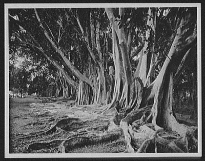 Rubber trees at entrance to Royal Botanical Gardens, Peradeniya, Sri Lanka, Peradeniya, 1895
