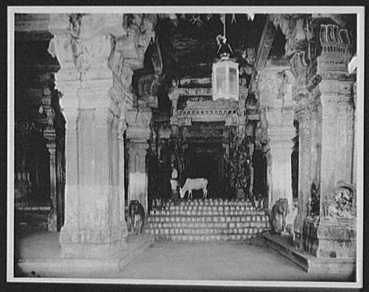 Madura - cow grazing in the Hall of a Thousand Columns, Temple of Siva, Madurai, India, 1895