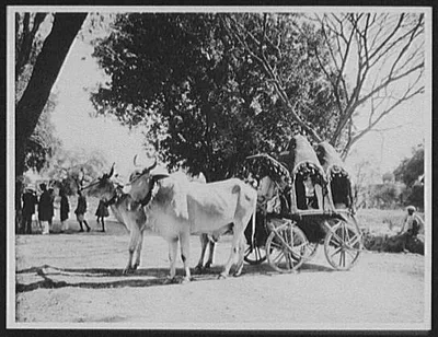 Delhi - a native jut cart or wagon pulled by bullocks, India, Delhi, 1895