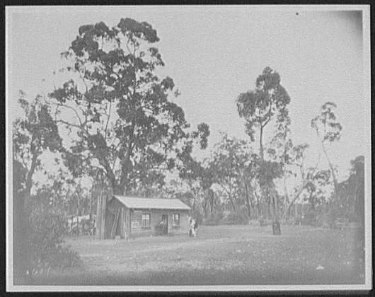 Frame building in clearing, Tasmania, 1895