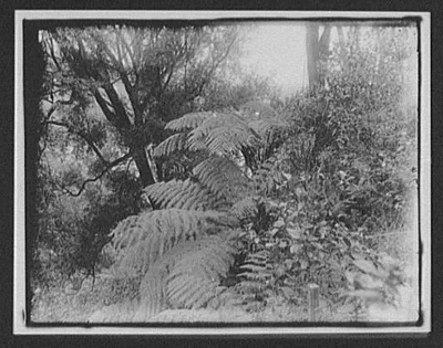 Large ferns beside railroad tracks, New Zealand, 1895