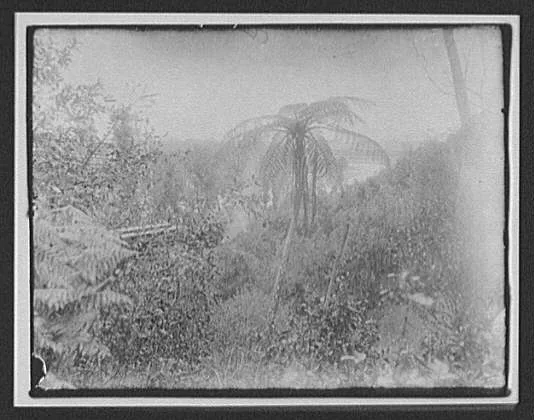 Looking through ferns and foliage toward Manawatu Gorge, New Zealand, Manawatu River, 1895