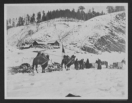 Bactrian camels of a military caravan on the Amur River near view, China, Amur River, Russia, 1896