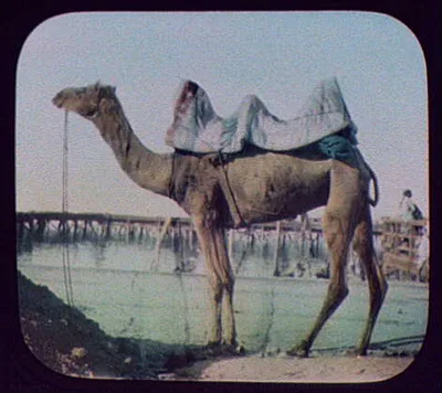 Saddled camel, Egypt, 1894