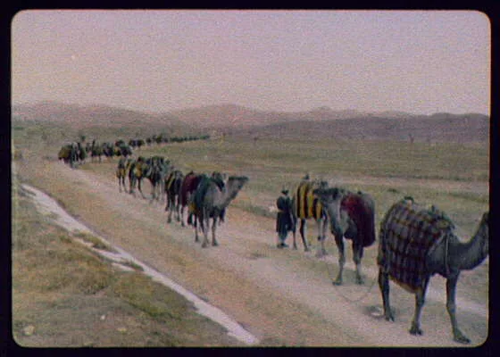 A camel train on the desert  - Sinai (?), Egypt, 1894