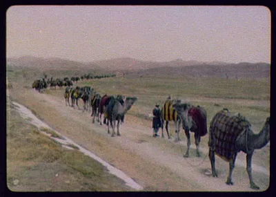 A camel train on the desert  - Sinai (?), Egypt, 1894