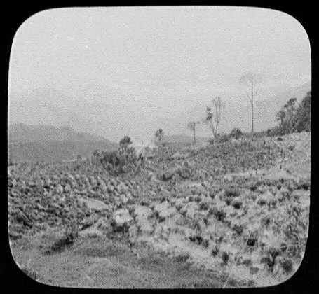Tea plantation with mountains in background, Sri Lanka, 1895