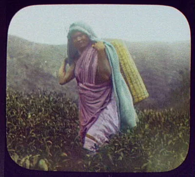 Woman tea picker in field, Sri Lanka, 1895