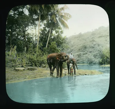Two elephants at the Nanu-Oya River near Peradeniya, Sri Lanka, Peradeniya, Nanu Oya River, 1895