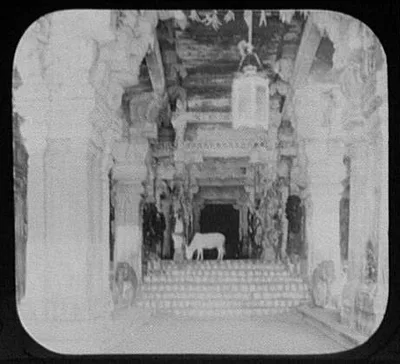 Madura - cow grazing in the hall of a thousand columns, Temple of Siv, India, Madurai, 1895