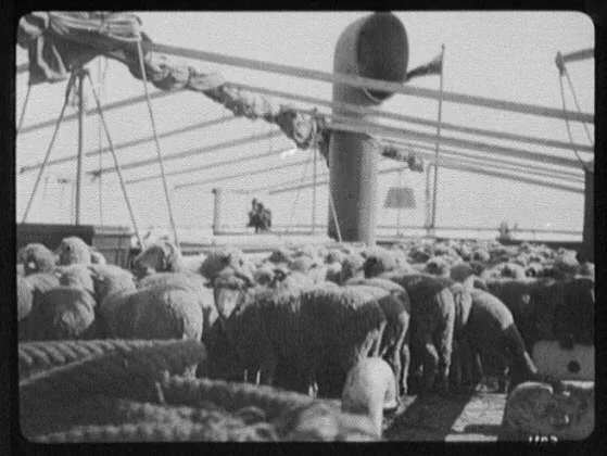Cargo of sheep on deck of steamer, 1895