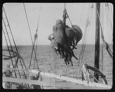 Sheep being unloaded by hoist off steamer, India, 1895