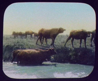 Herd of water buffalo beside water, India, 1895