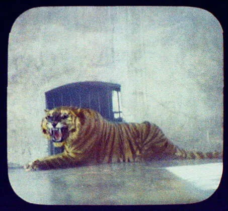 The Maharaja's tiger at Jammu, Jammu, India, 1895