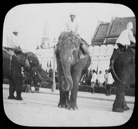 Bangkok - 3 men on 3 sacred white elephants; palace wall in background, Bangkok, Thailand, 1895