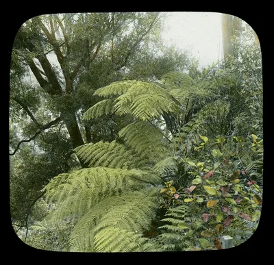 Large ferns beside railroad track, New Zealand, 1895