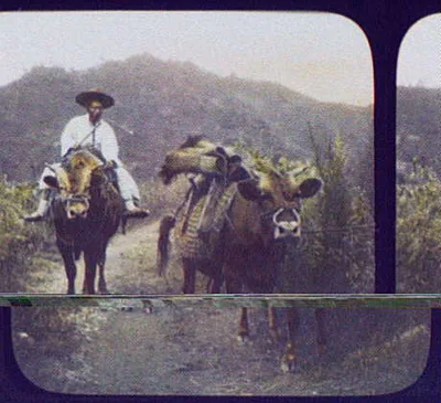 Korean riding ox and driving another pack-saddled ox in the hill…, 1895