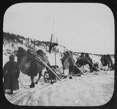 Close-up of bactrian camel caravan on the Amur River, China, Amur River, Russia, 1895