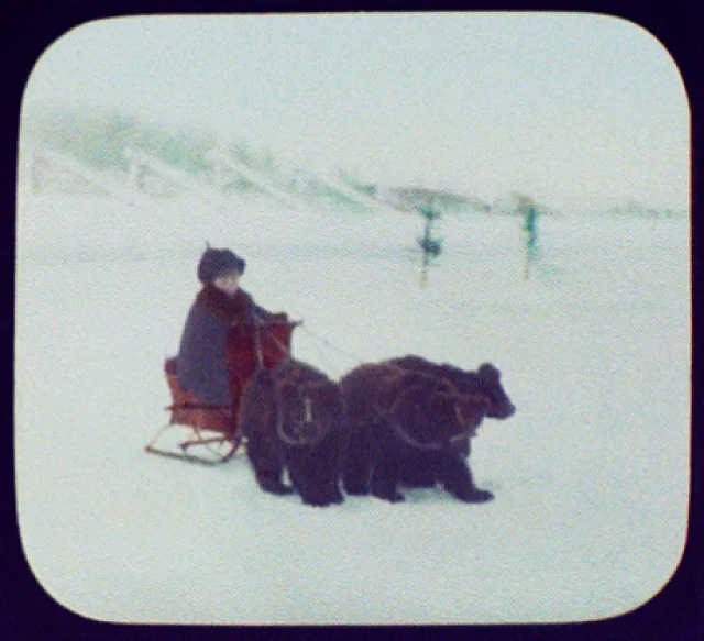 Irkutsk (?) - boy on small sledge pulled by 3 bear cubs, Irkutsk, Russia, 1896