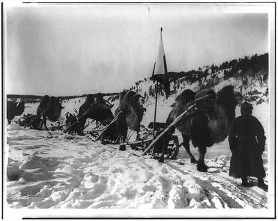 [Bactrian camels of a military caravan on the Amur River], Russia, Amur River, China, 1895