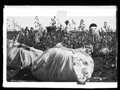 Picking cotton, 1880