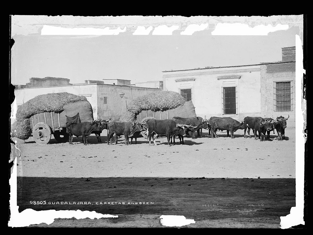 Guadalajara, carretas and oxen, Mexico, Guadalajara, 1880