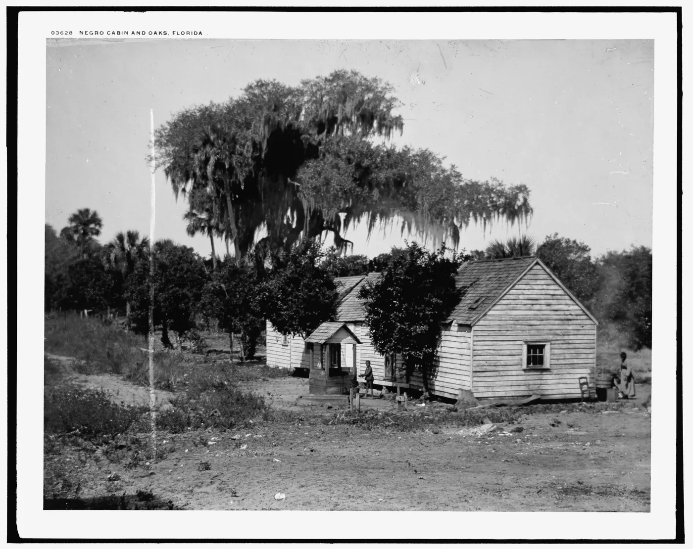 Negro cabin and oaks, Florida, 1880