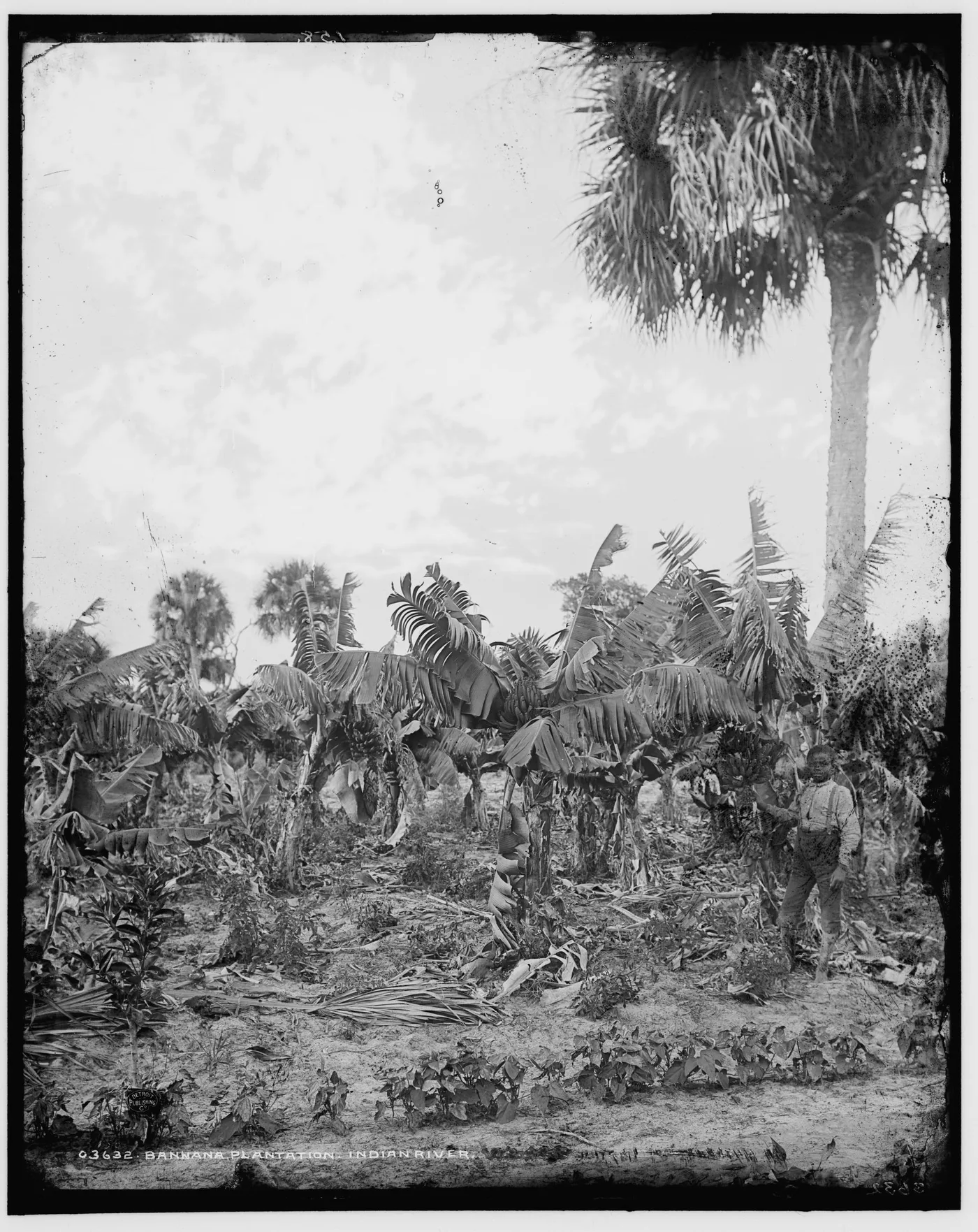 Banana plantation, Indian River, Florida, 1880