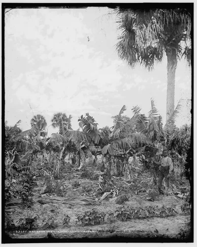 Banana plantation, Indian River, Florida, 1880