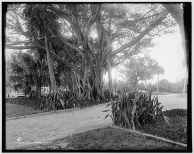 Cragin's rubber tree, Florida, 1880