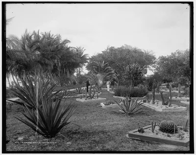 Cragin's, the cactus garden, Florida, 1880