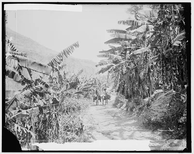 Banana grove in the Barranca, Mexico, Barranca De Oblatos, 1880
