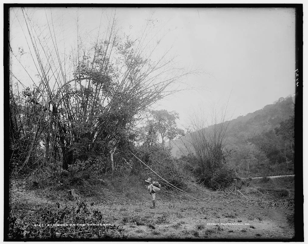 Bamboos on the Temasopa [sic], Tamasopo, Mexico, 1880