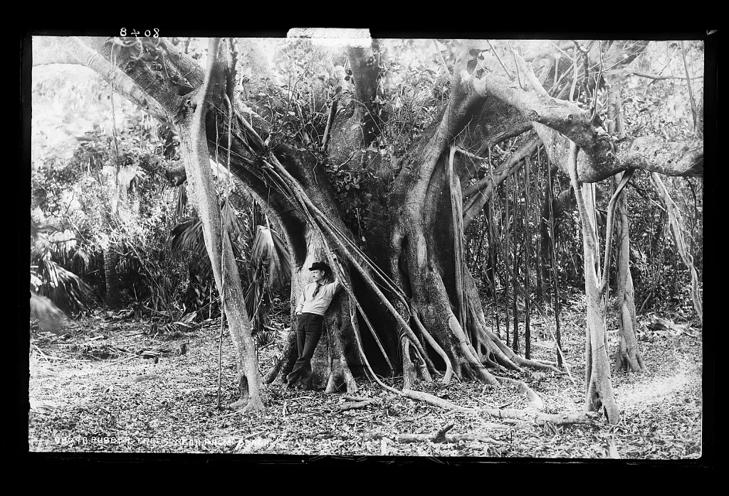 Rubber trees near Palm Beach, Florida, 1880