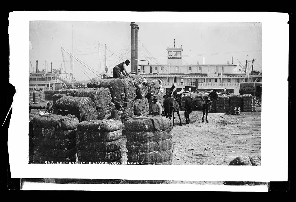 Cotton on the levee, New Orleans, Louisiana, 1880