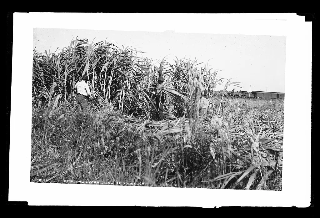 Cutting sugar cane in Louisiana, 1880