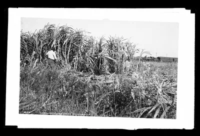 Cutting sugar cane in Louisiana, 1880