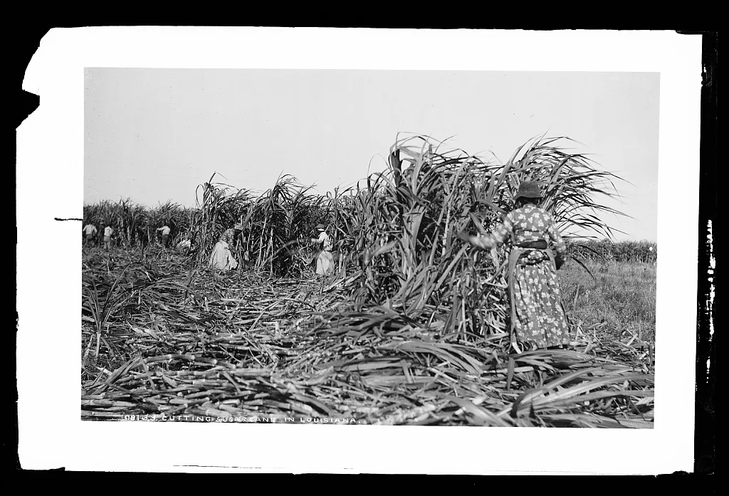 Cutting sugar cane in Louisiana, 1880
