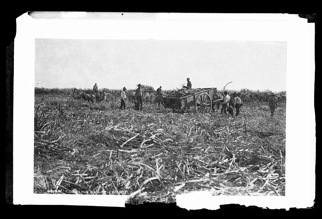 Cutting sugar cane in Louisiana, 1880