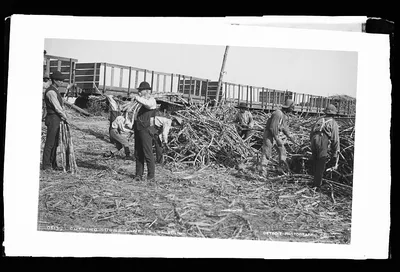 Cutting sugar cane in Louisiana, 1880