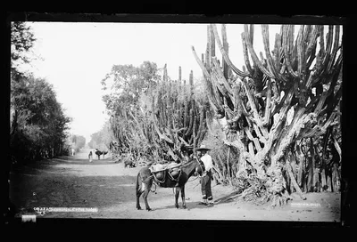 Salamanca, cactus hedge, Guanajuato, 1880