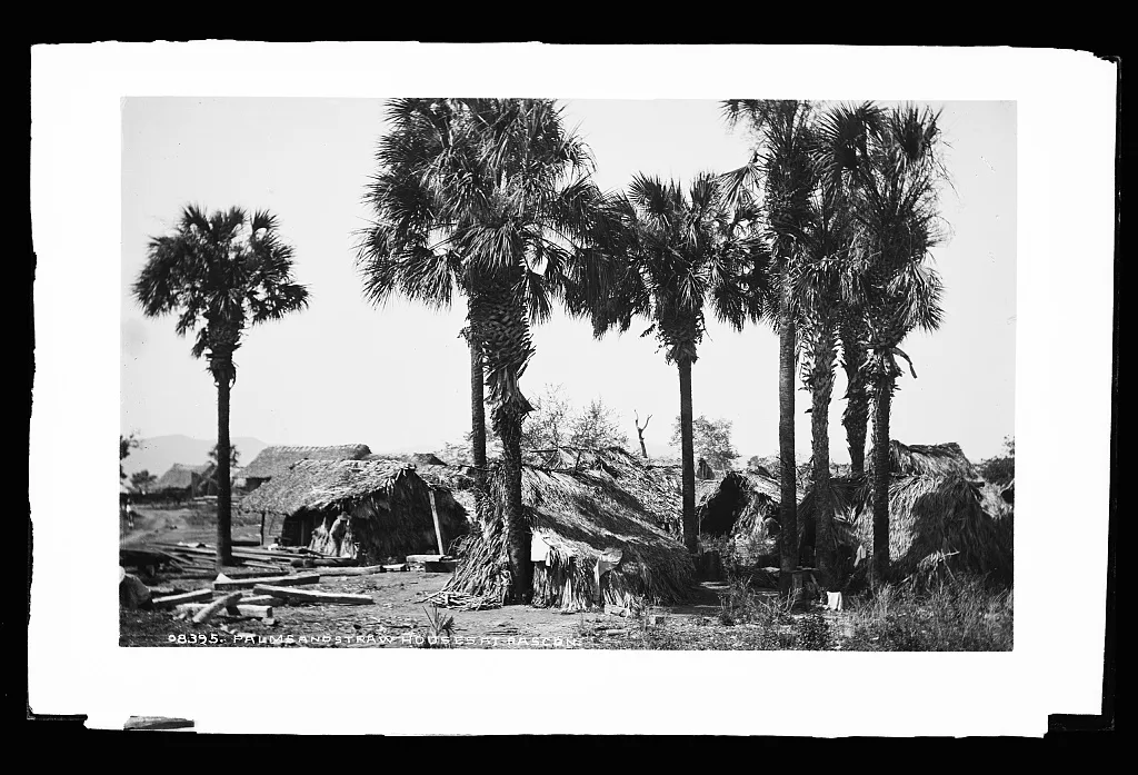 Palms and straw houses at Rascon, Mexico, Rascon, 1880