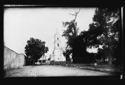 Tree of Noche Triste, Popotla, Mexico, 1880