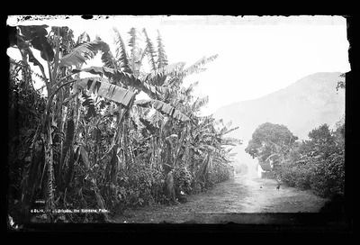 Orizaba, the banana palm, Orizaba, Mexico, 1880