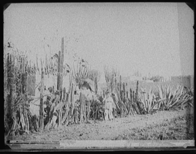 Cactus fence in Salamanca, Mexico, Guanajuato, 1880